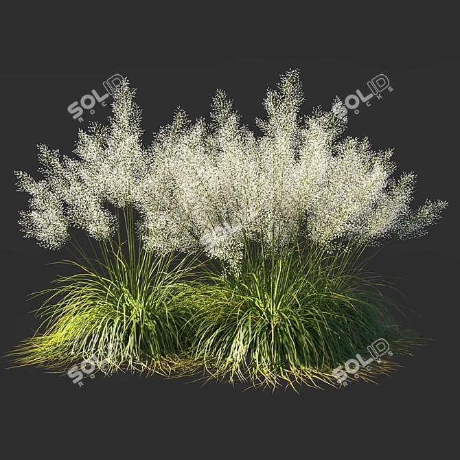 Ethereal White Muhly Grass 3D model image 3