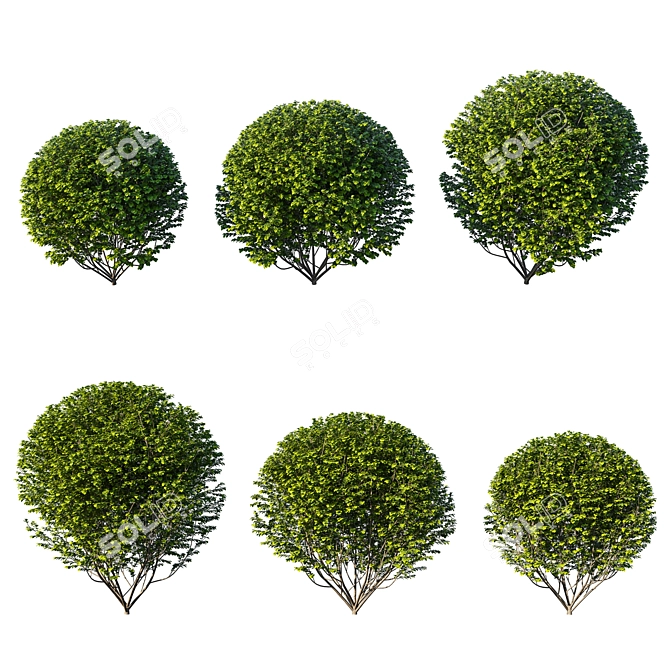 Modern Ligustrum Ovalifolium Sculpture 3D model image 1