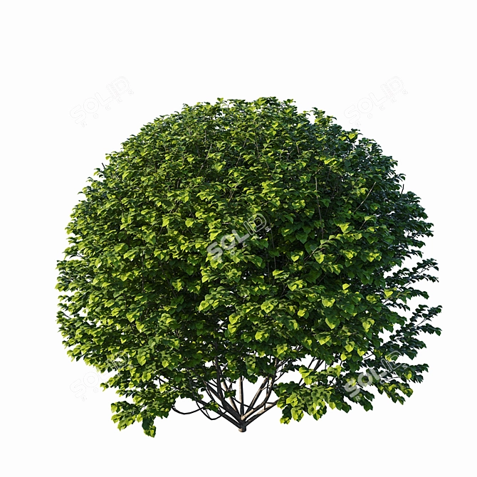 Modern Ligustrum Ovalifolium Sculpture 3D model image 2