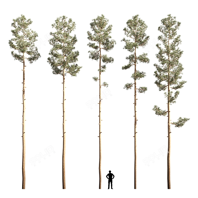 Mast Pine Options: Premium 3D Model. 3D model image 1