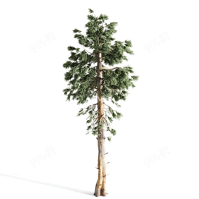 Tall Pines Collection: 4 Stunning Trees 3D model image 2