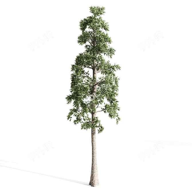 Tall Pines Collection: 4 Stunning Trees 3D model image 3