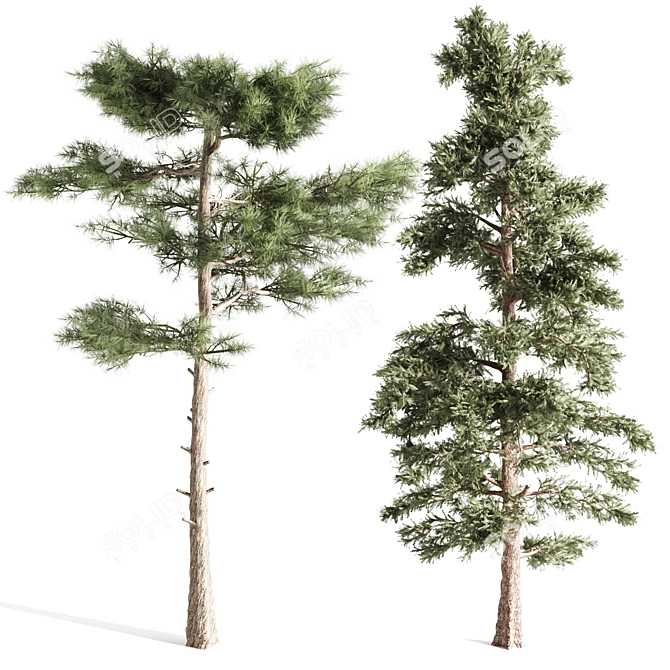 Tall Pines Collection: 4 Stunning Trees 3D model image 4