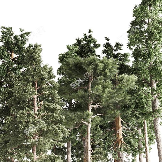 Tall Pines Collection: 4 Stunning Trees 3D model image 5