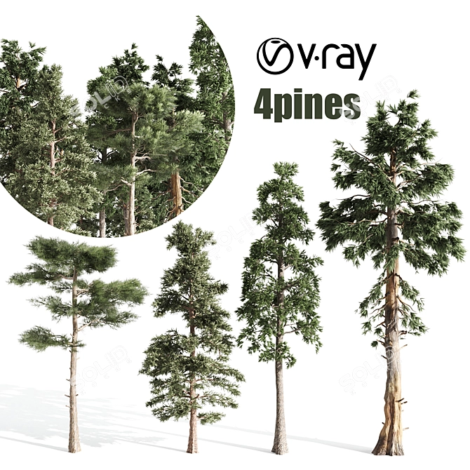 Russian Pine Tree: 4 Pines for a Serene Landscape 3D model image 1