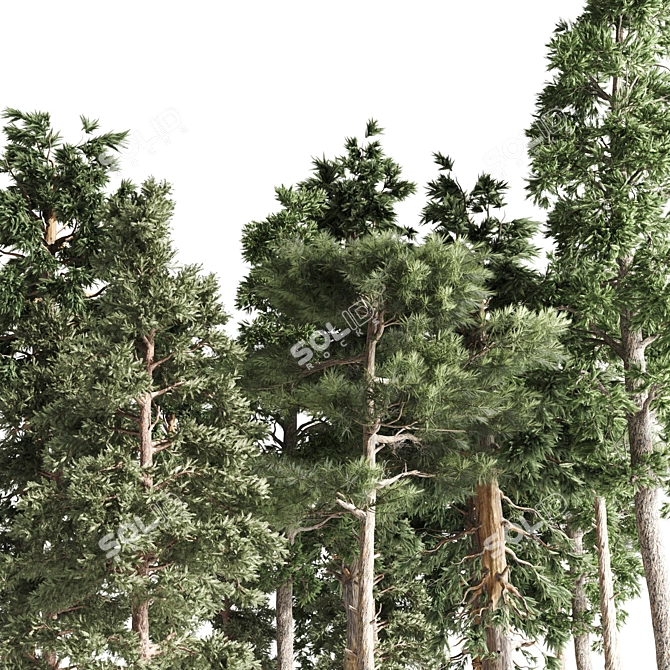 Russian Pine Tree: 4 Pines for a Serene Landscape 3D model image 5