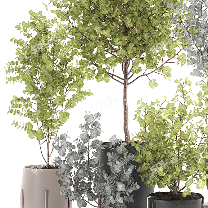 Exotic Eucalyptus Tree Set 3D model image 2