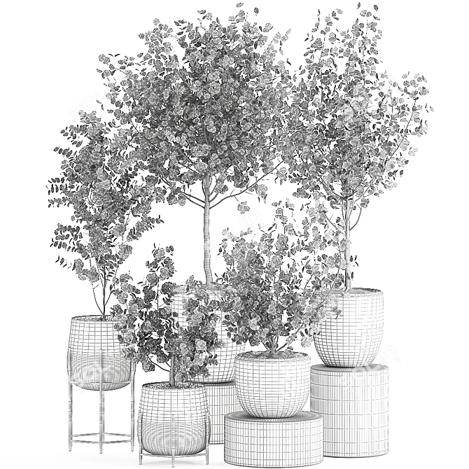 Exotic Eucalyptus Tree Set 3D model image 5