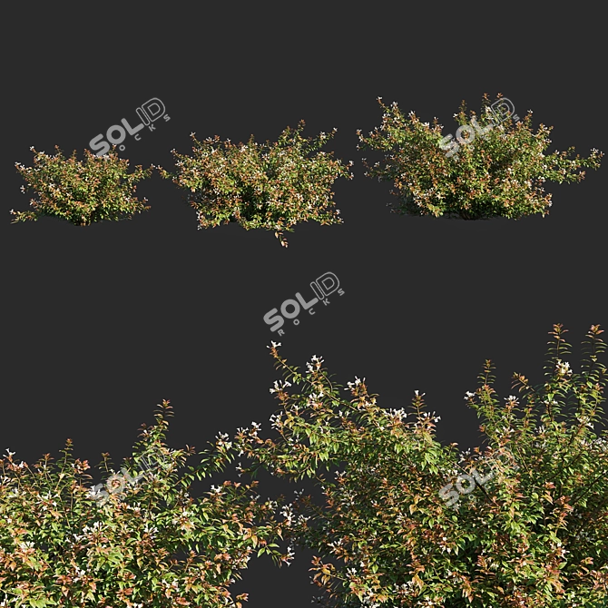 Abelia x Grandiflora OP3: Stunning Floral 3D Model 3D model image 1