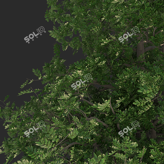 Versatile 3D Tree Model 3D model image 2