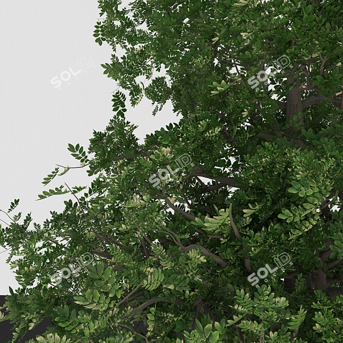 Versatile 3D Tree Model 3D model image 7