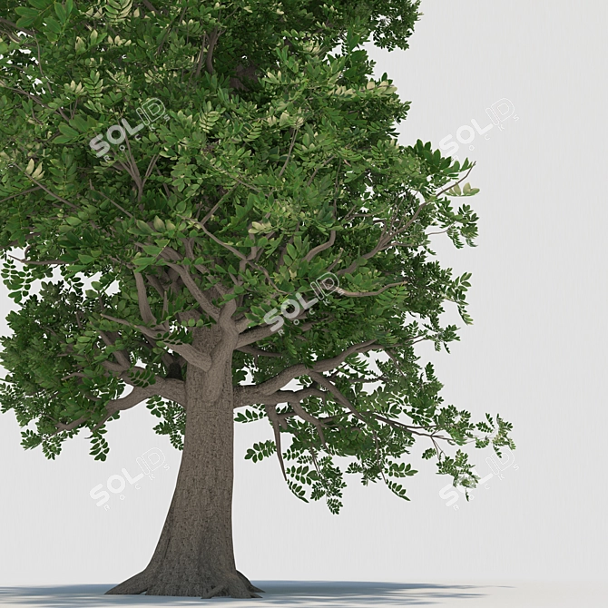 Versatile 3D Tree Model 3D model image 8