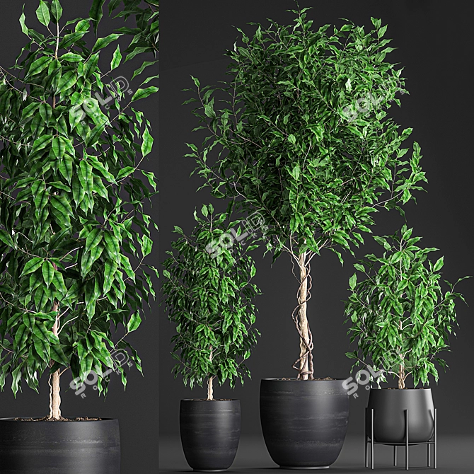 Tropical Plant Collection: Exotic Indoor Ficus Benjamin Trees 3D model image 1