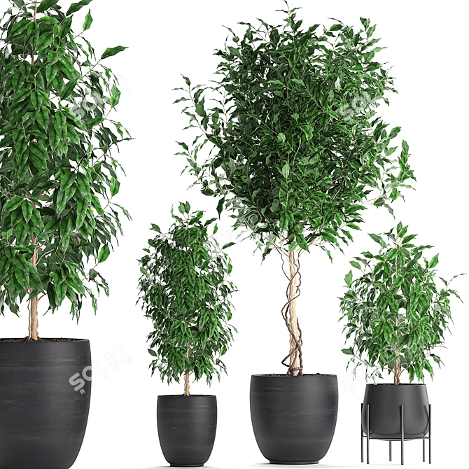 Tropical Plant Collection: Exotic Indoor Ficus Benjamin Trees 3D model image 3