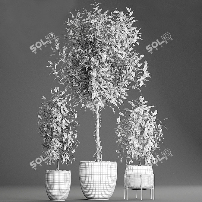 Tropical Plant Collection: Exotic Indoor Ficus Benjamin Trees 3D model image 5