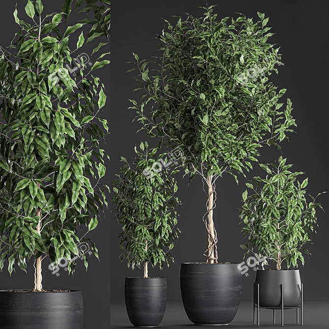 Tropical Plant Collection: Exotic Indoor Ficus Benjamin Trees 3D model image 6