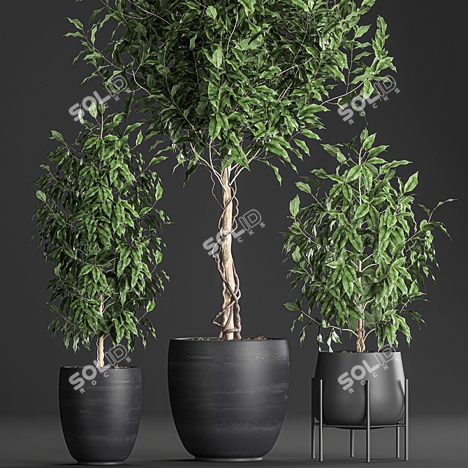 Tropical Plant Collection: Exotic Indoor Ficus Benjamin Trees 3D model image 7