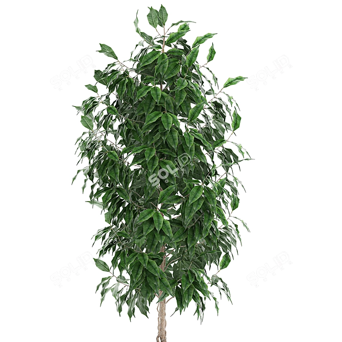 Tropical Ficus Benjamin in White Pot - Interior Decor 3D model image 3