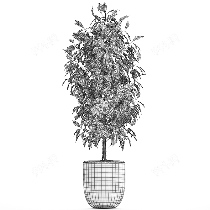 Tropical Ficus Benjamin in White Pot - Interior Decor 3D model image 4