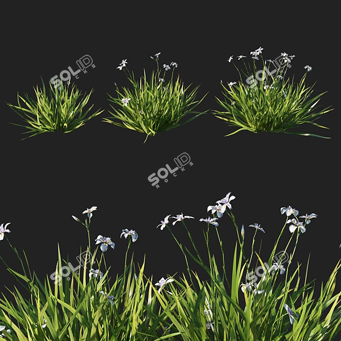 Luxury Dietes Grandiflora Grass: Stunning 2014 Design 3D model image 1