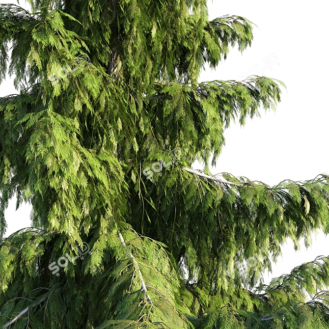 Nootka Cypress: Polys 1,422,929 3D model image 4