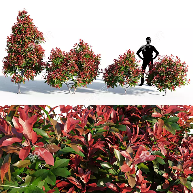 Colorful Photinia: Petite Shrub 3D model image 1