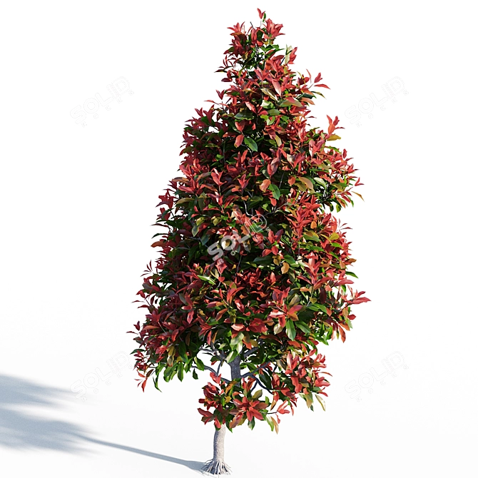 Colorful Photinia: Petite Shrub 3D model image 2