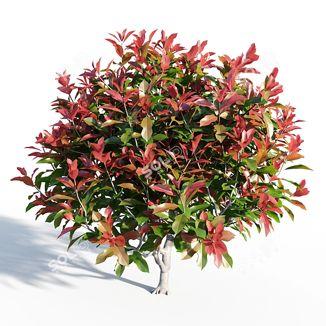 Colorful Photinia: Petite Shrub 3D model image 5