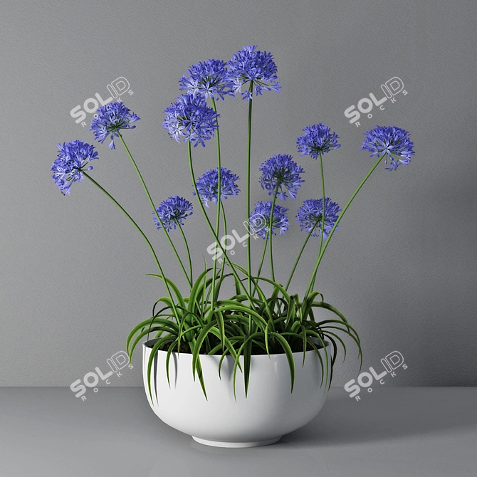  African Lily in Pot 3D model image 1