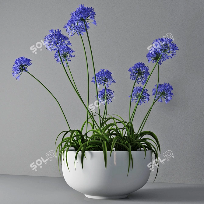  African Lily in Pot 3D model image 2