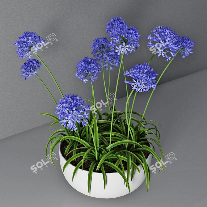  African Lily in Pot 3D model image 3