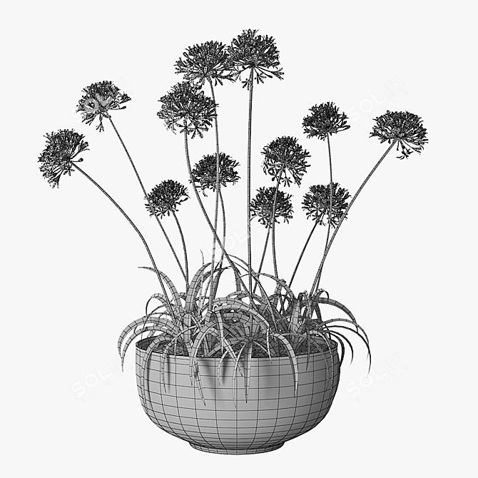  African Lily in Pot 3D model image 4