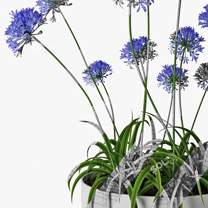  African Lily in Pot 3D model image 5