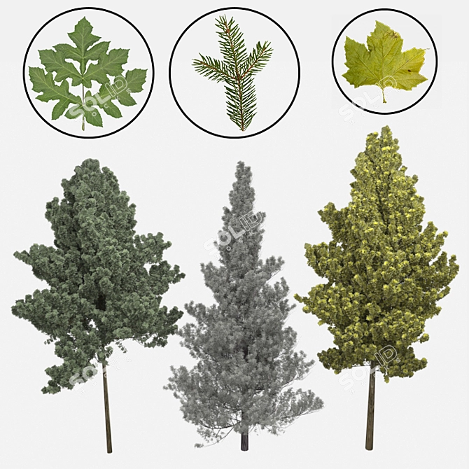 Lifelike Arboreal Collection 3D model image 2