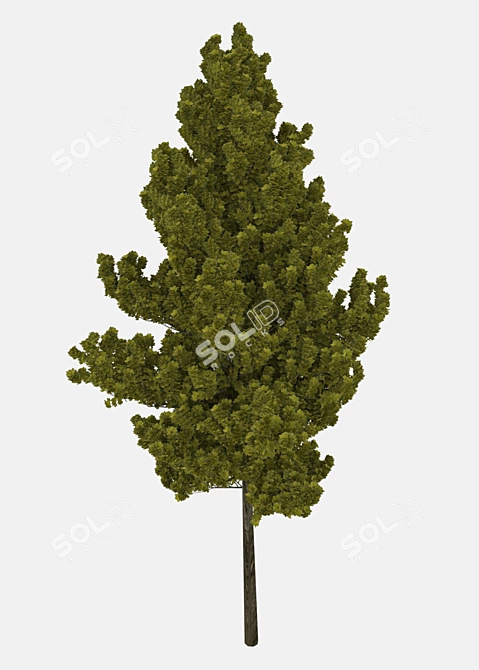 Lifelike Arboreal Collection 3D model image 3