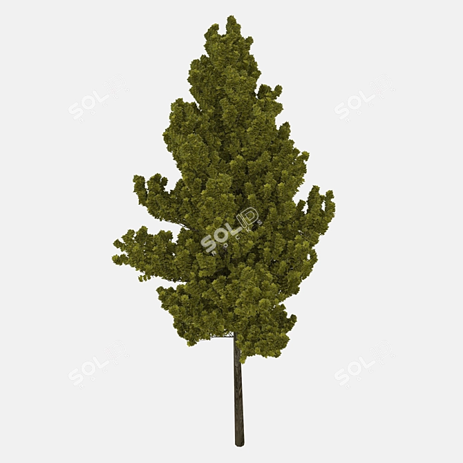 Lifelike Arboreal Collection 3D model image 4