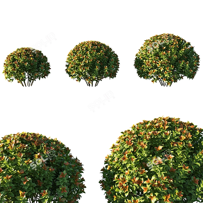 Spiraea Japonica Bush: Stunning 3D Model 3D model image 1