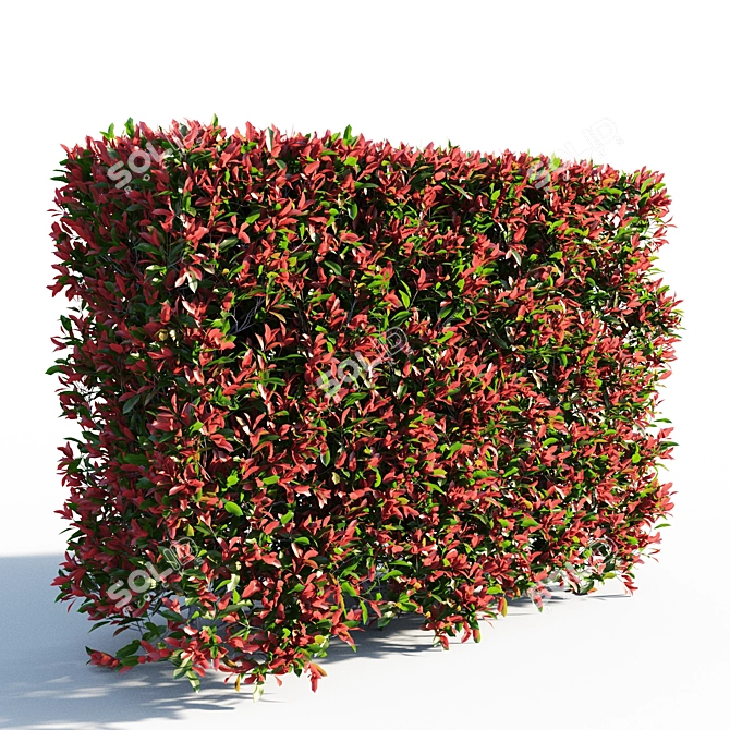 Vibrant Photinia Fraseri Hedge 3D model image 1