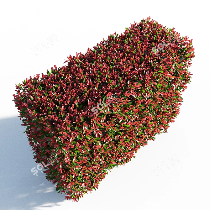 Vibrant Photinia Fraseri Hedge 3D model image 2