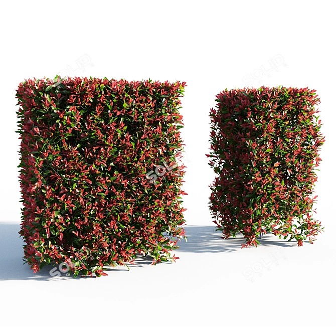 Red Robin Hedge: Compact Photinia 3D model image 1