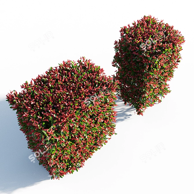 Red Robin Hedge: Compact Photinia 3D model image 2
