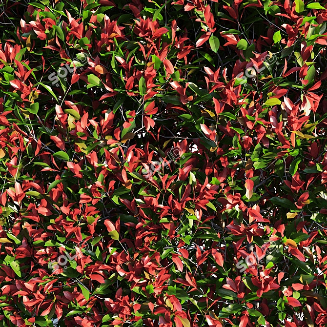 Red Robin Hedge: Compact Photinia 3D model image 3
