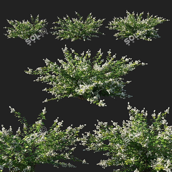 Symphoricarpos Berry Bush - White Wonderland 3D model image 1