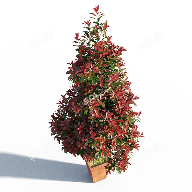 Mini Red Robin Photinia - Potted 3D model image 2