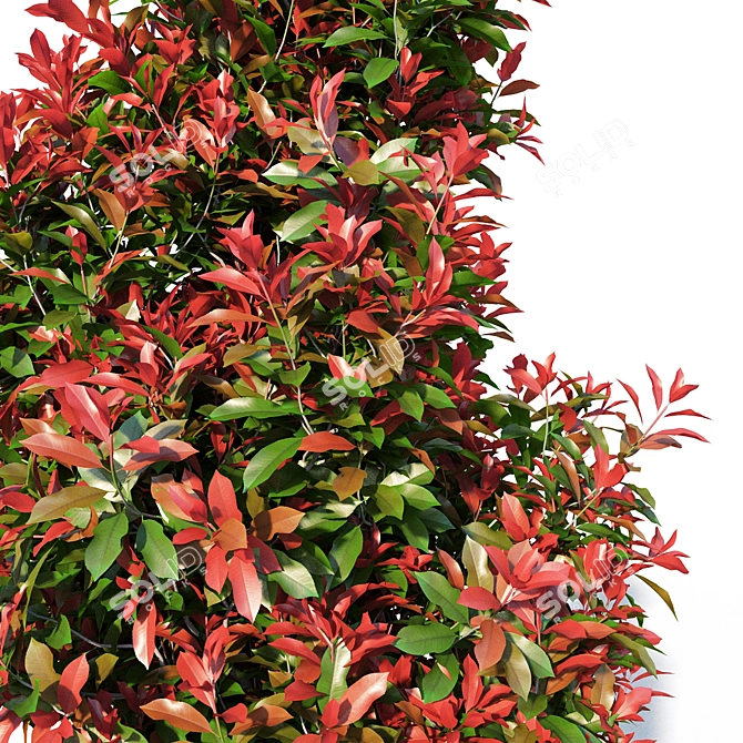 Mini Red Robin Photinia - Potted 3D model image 4