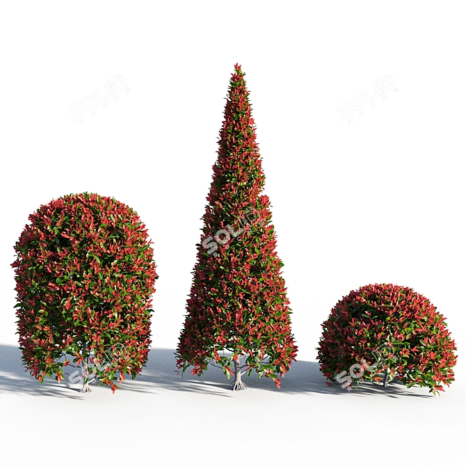 Vibrant Red Photinia Bush 3D model image 1