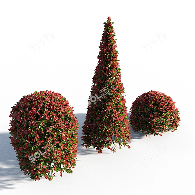 Vibrant Red Photinia Bush 3D model image 2