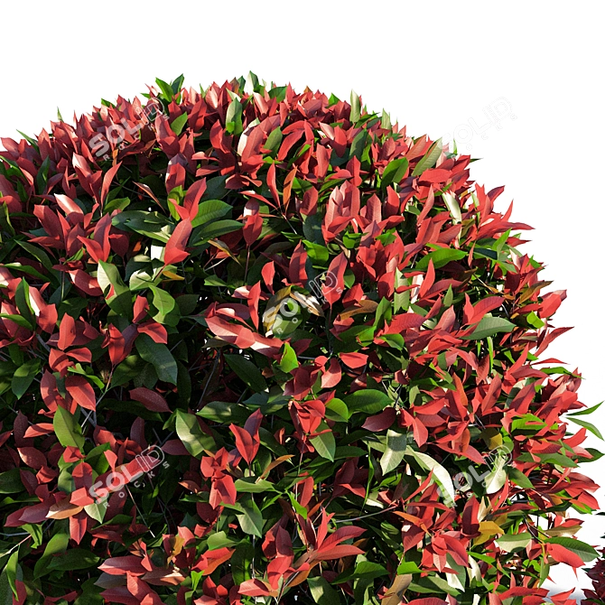 Vibrant Red Photinia Bush 3D model image 3
