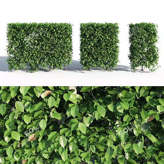Lush Green Hornbeam Hedge 3D model image 1