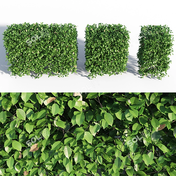 Lush Green Hornbeam Hedge 3D model image 2